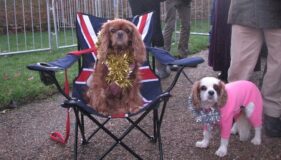 Cavaliers meet The Royal Family