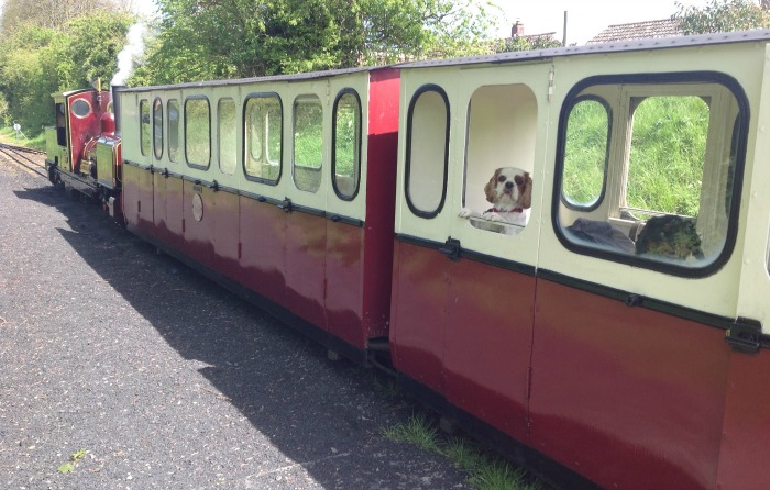 A Cavalier King Charles Spaniel looking out of the window on the Wells & Walsingham Light Railway!