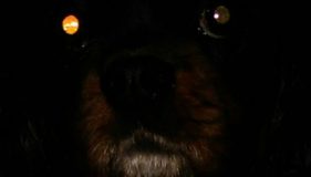 The Black Dog of East Anglia