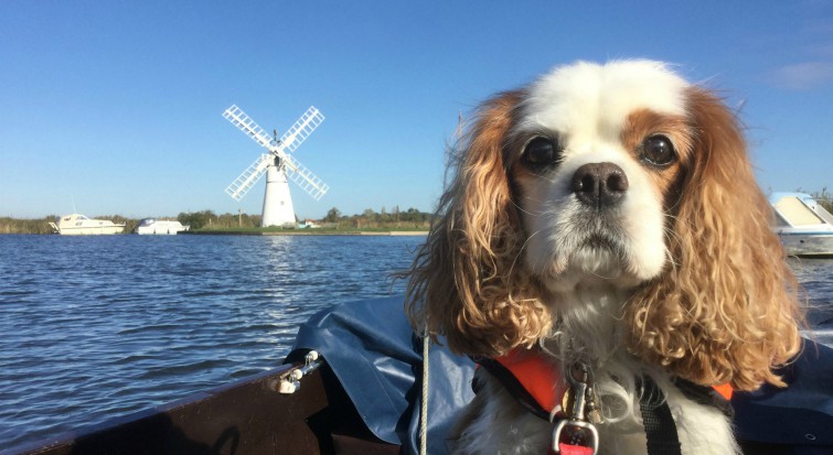 Anchors Aweigh!  A Dog’s tour of the Norfolk Broads