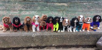 Holidays with 4+ dogs!