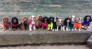 Holidays with 4+ dogs!