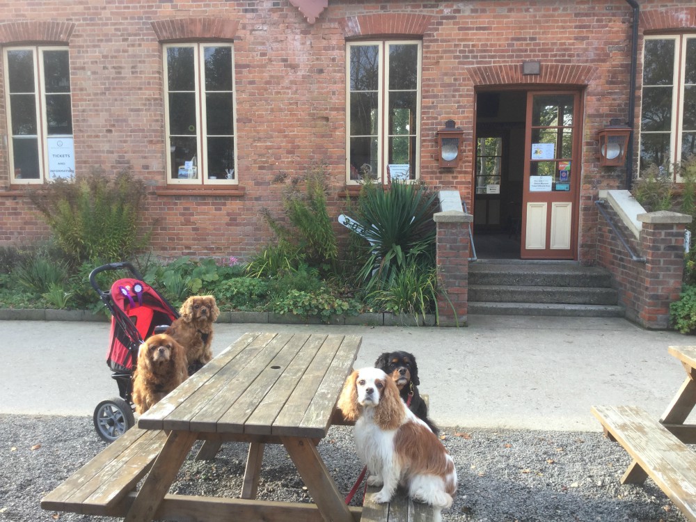 4 Cavalier King Charles Spaniels sitting outside the waiting room of the Whitwell and Reepham Railway Station.