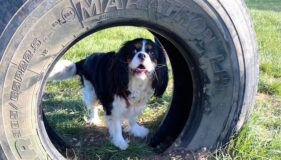 Dog Exercise Fields in Norfolk