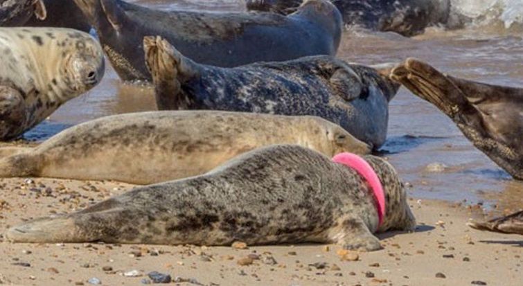 Flying-rings Banned from Norfolk Beaches