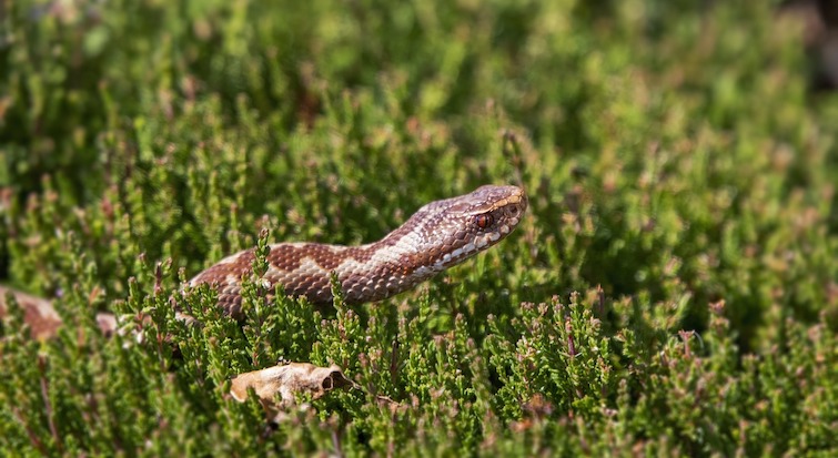 Dogs and Adders in Norfolk