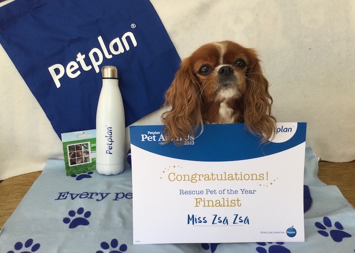 🏅Pet Plan Awards – Making the Finals