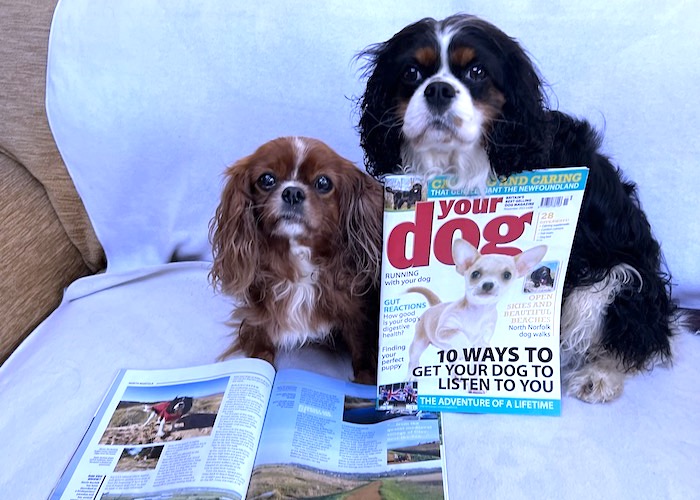 🦮 Your Dog Magazine – Favourite Walks