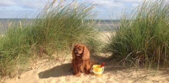 Holidays with 4+ dogs!