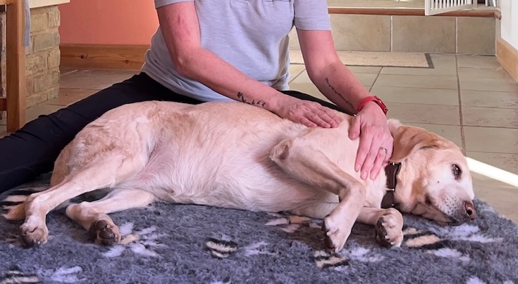 Clinical Canine Massage And Arthritis Management Photo Inspiration