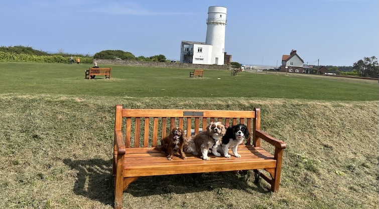 Norfolk’s Dog-Friendly Guide