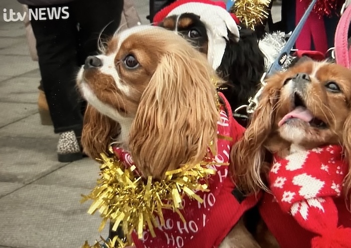🎄Christmas ITV News Filming