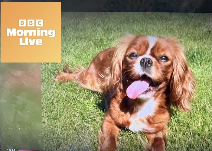 🐾 BBC Morning Live – Microchip Safety Feature
