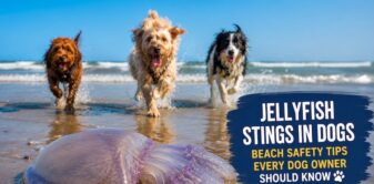 Jellyfish and Dogs Don’t Mix